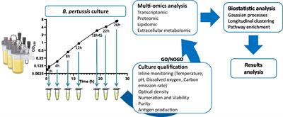 Deep longitudinal multi-omics analysis of Bordetella pertussis cultivated in bioreactors highlights medium starvations and transitory metabolisms, associated to vaccine antigen biosynthesis variations and global virulence regulation